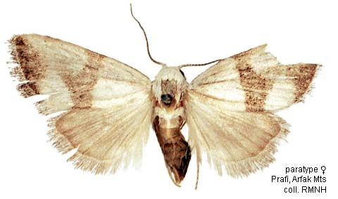 Papua Insects Foundation (Lepidoptera/Nolidae/Nolinae/Manoba prafi)